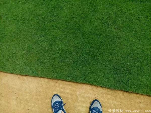 草坪圖片 草坪圖片