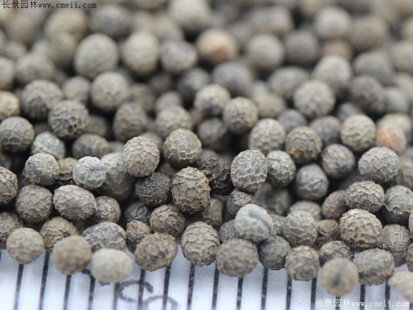 花菱草種子圖片 花菱草種子圖片